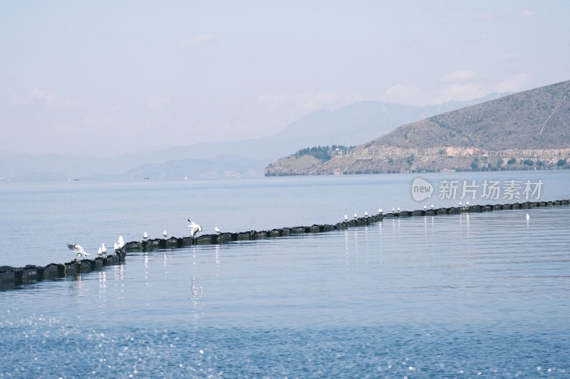 大理洱海水面上漂浮物上站立的海鸥