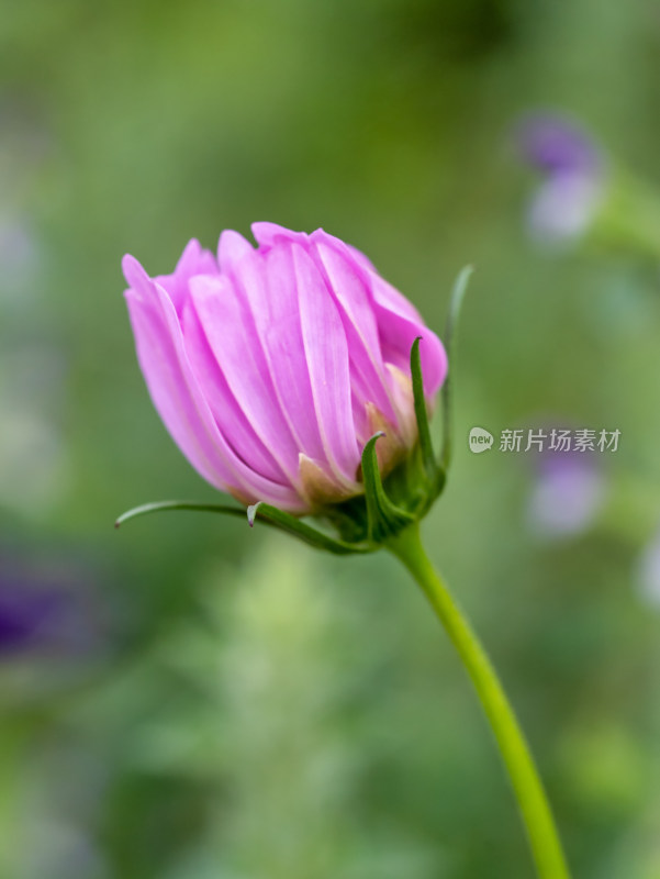 春天的格桑花特写