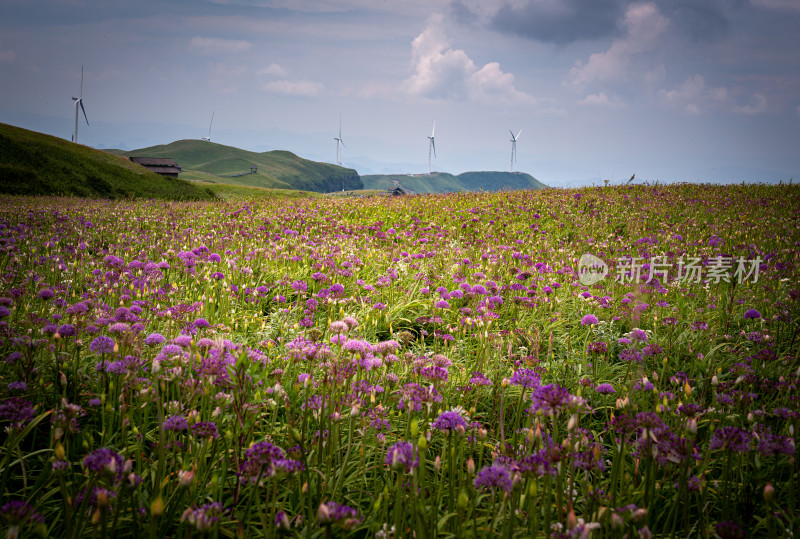 贵州阿西里西韭菜坪韭菜花高原草甸