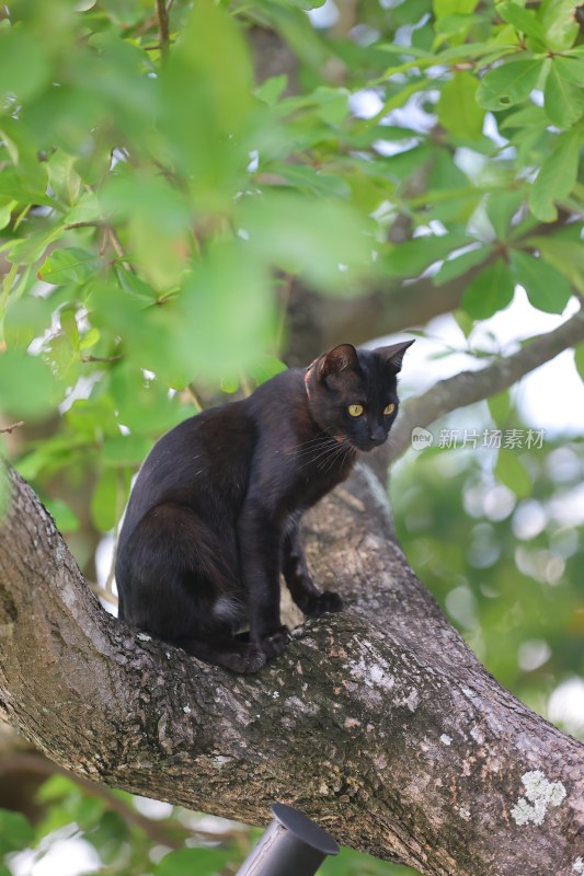 黑猫蹲坐树枝上