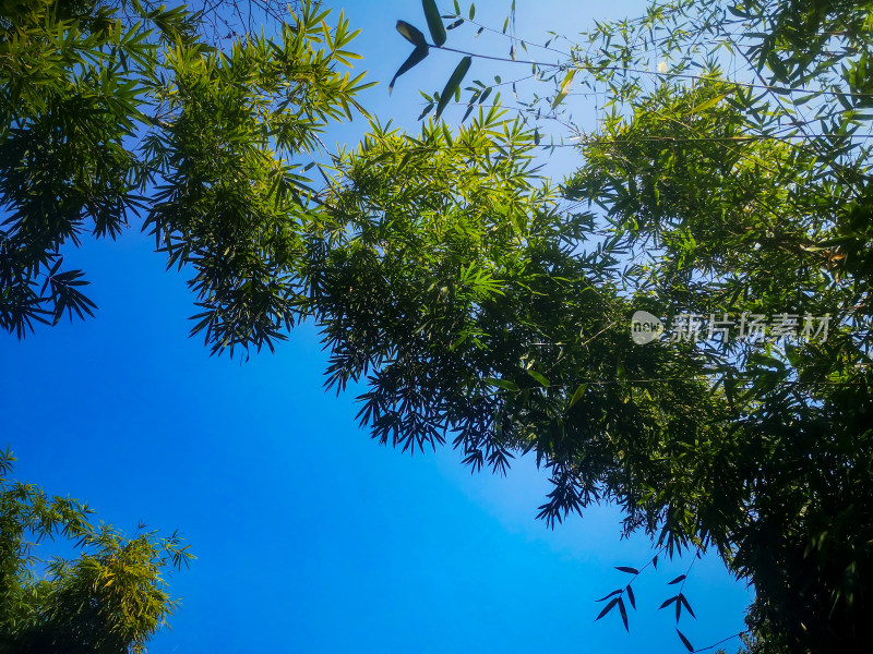 竹林竹叶植物摄影图