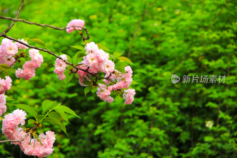 春天盛开的日本晚樱粉色鲜花