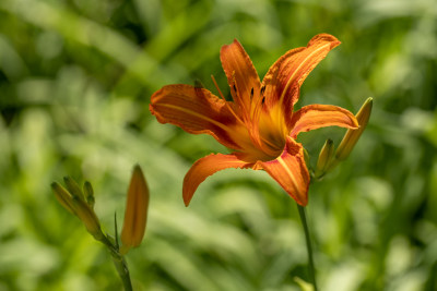 黄花菜 黄花