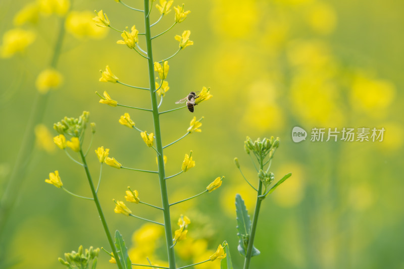 春天油菜花和蜜蜂