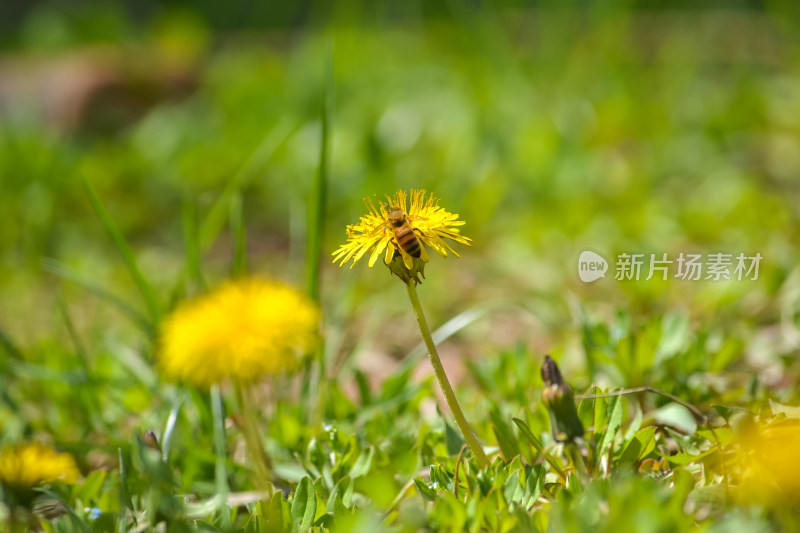 草地蒲公英上的蜜蜂采蜜