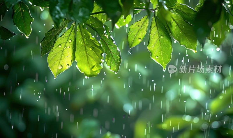 春雨植物绿叶绿色树叶小雨生态背景