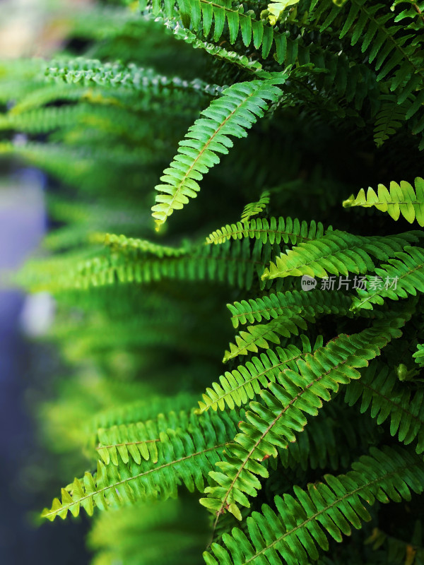 令人放松的清新绿植