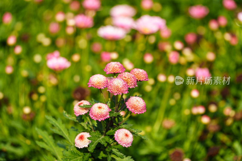 雏菊粉色花朵花海