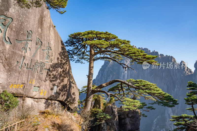 黄山迎客松