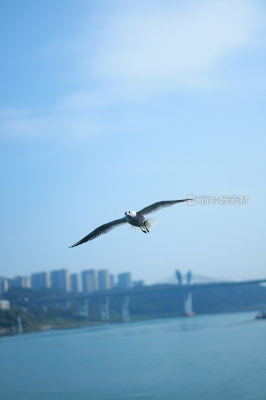 飞翔的海鸥场景