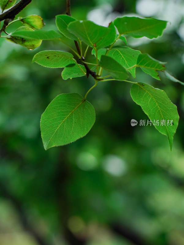 夏日小清新树叶