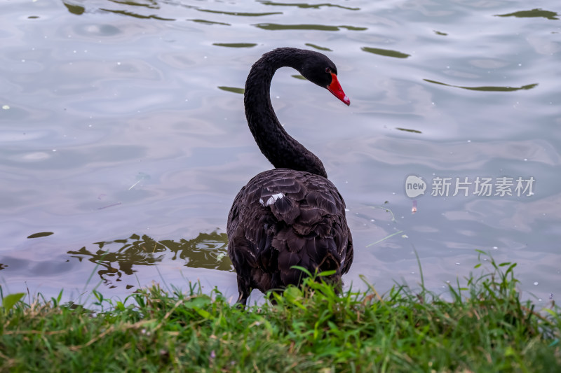 池塘中漂浮的黑天鹅特写