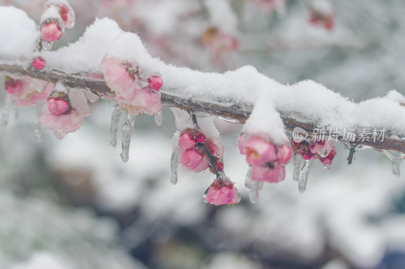 武汉东湖梅园雪中梅花盛开