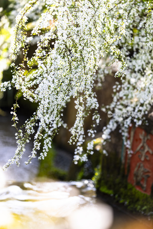 杭州茶叶博物馆春天雪柳盛开治愈唯美