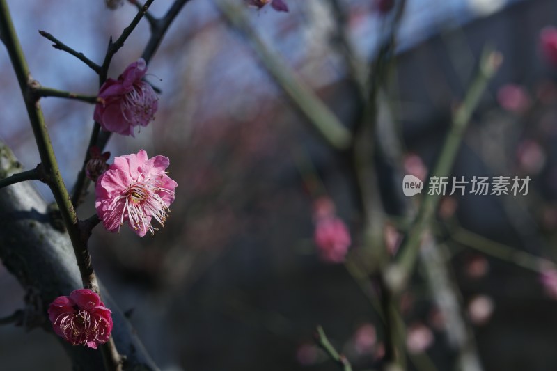 梅花 腊梅 红梅花