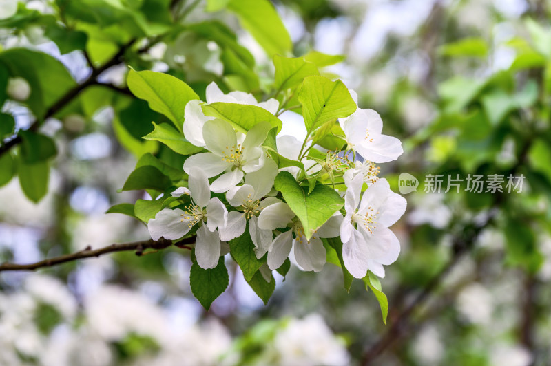 春天白色海棠花梨花