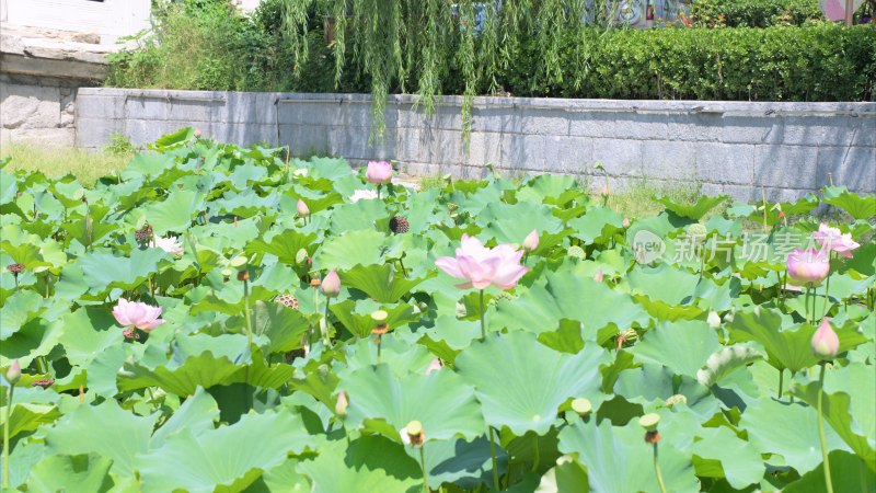 北京什刹海万宁桥镇水兽夏日荷花