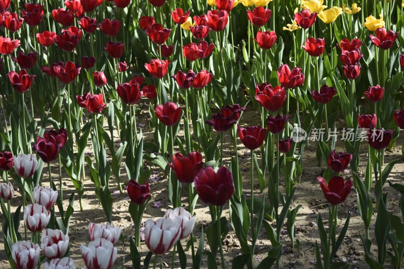 郁金香花海