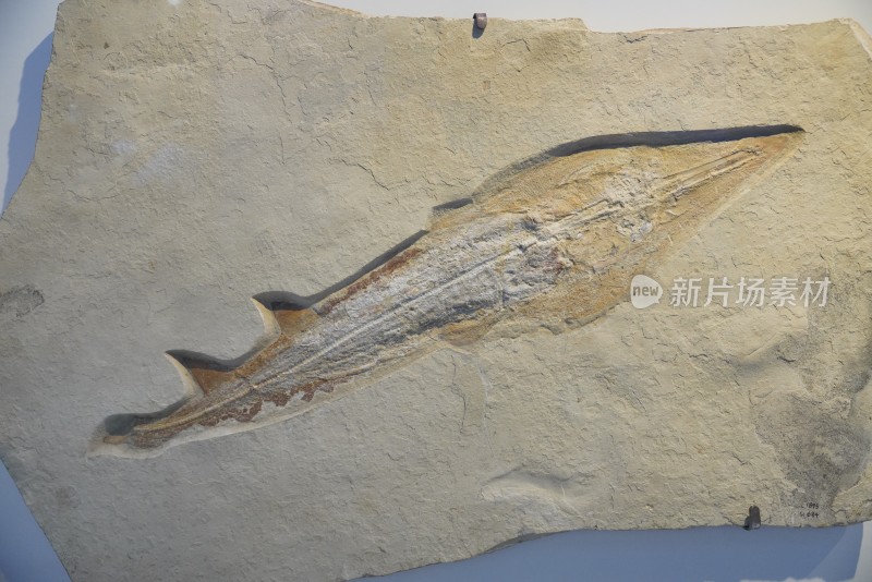 曼鱼化石标本