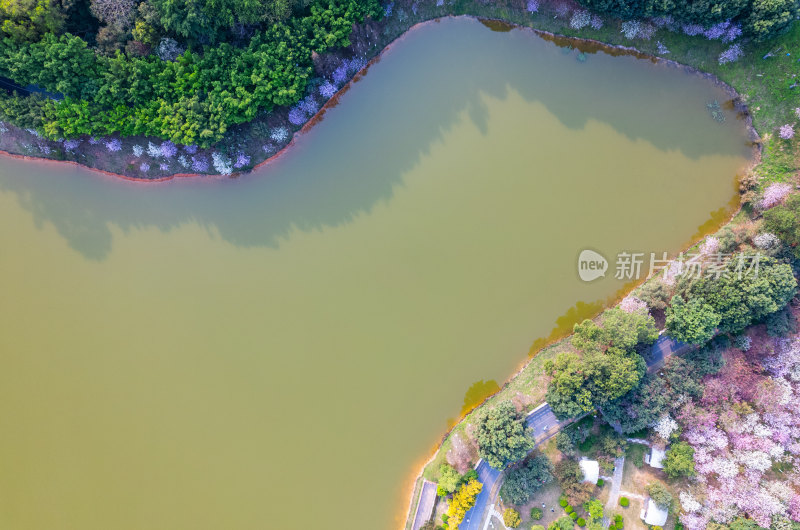 广州大夫山森林公园紫荆花与湖泊树林航拍