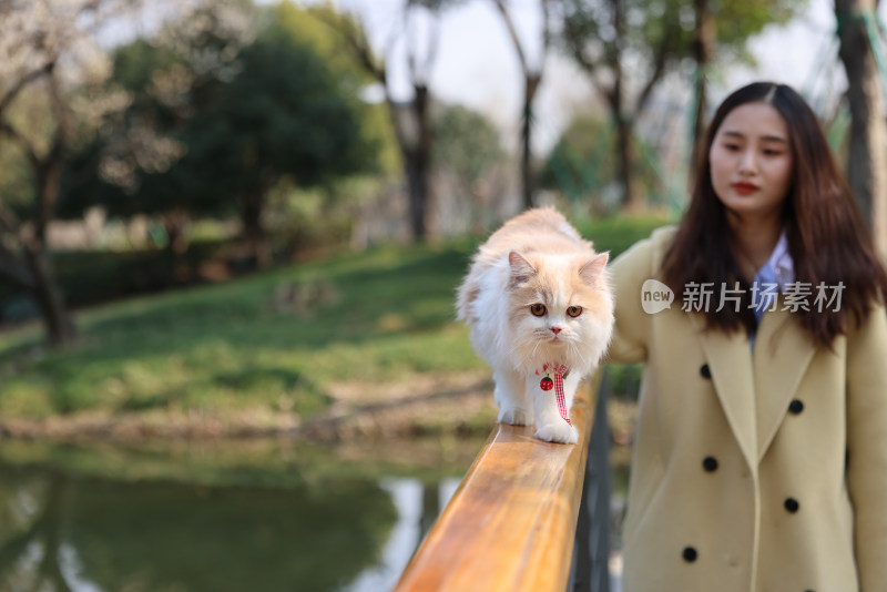 一个美女与宠物英国长毛猫的温馨互动