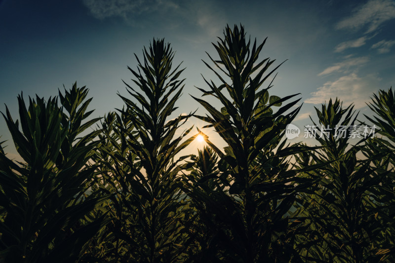 夕阳下植物剪影星芒的低角度视图