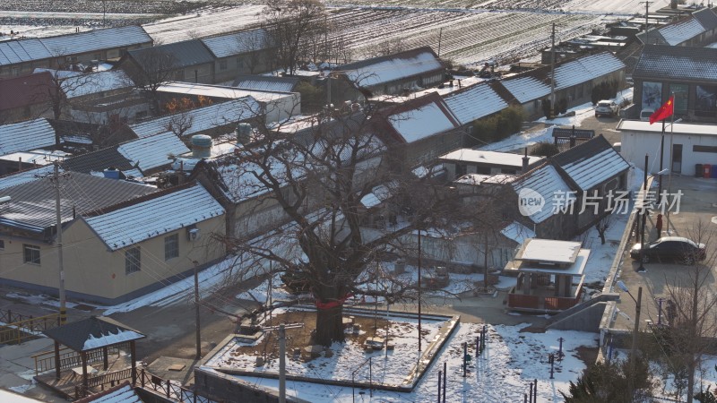 航拍威海市文登区瓦屋庄村百年银杏冬季雪景