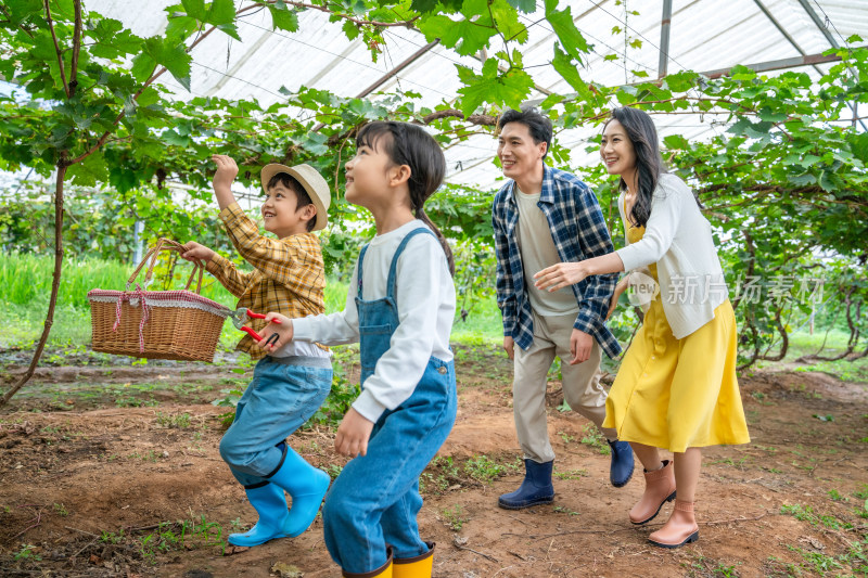 年轻家庭在果园采摘葡萄