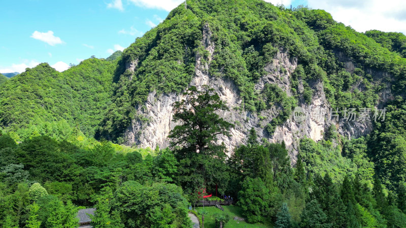 航拍湖北神农架神农坛景区千年杉王