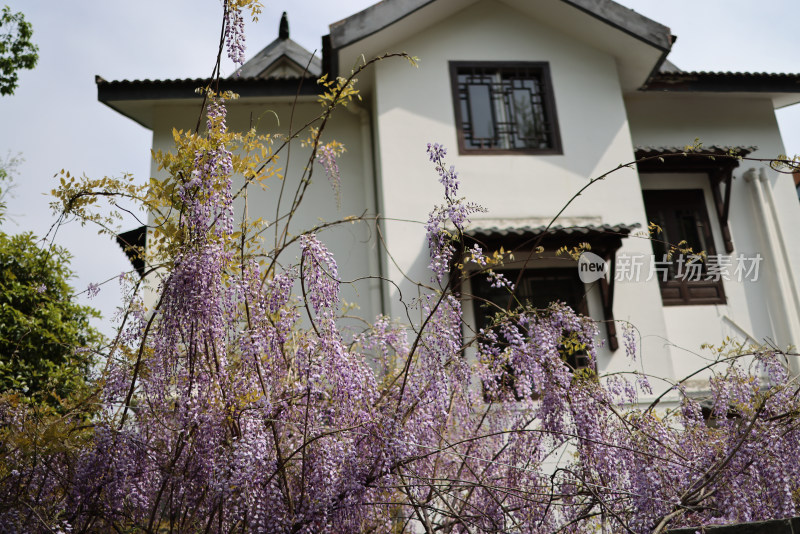 白色小屋前盛开的紫藤花