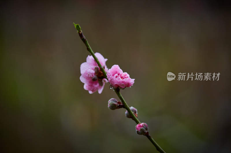 带水珠的粉色桃花特写