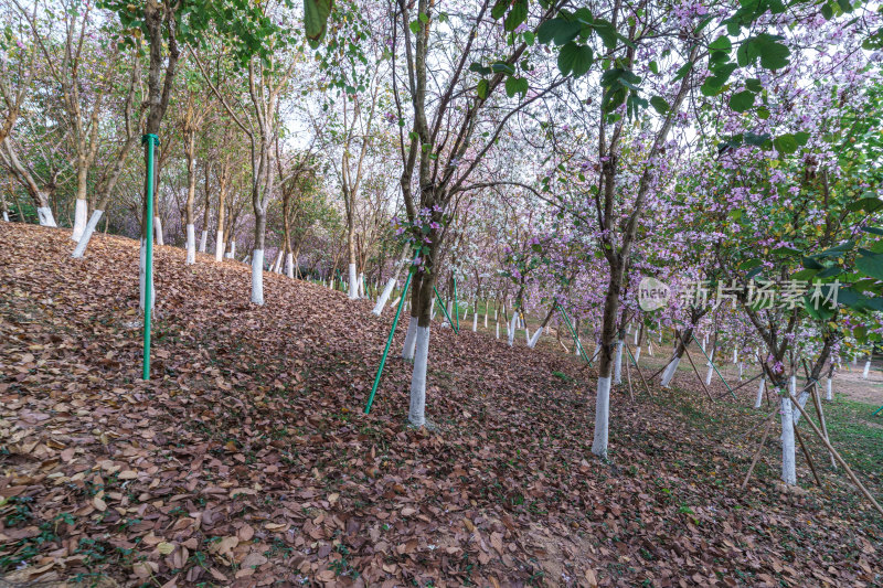 广州番禺大夫山森林公园洋紫荆花海自然风光