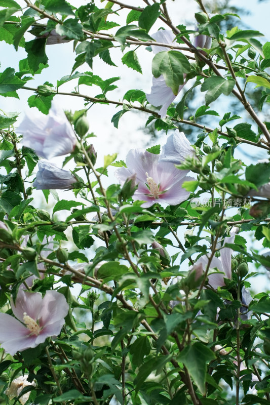 北京圆明园木槿花