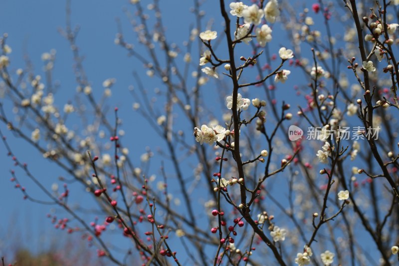 梅花 春梅绽放