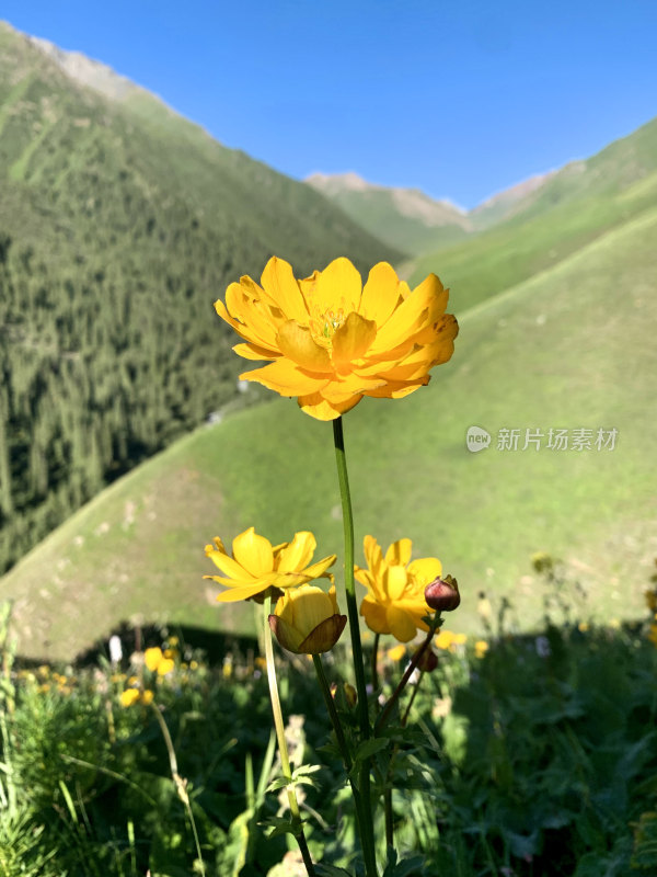 草原中的金盏花特写