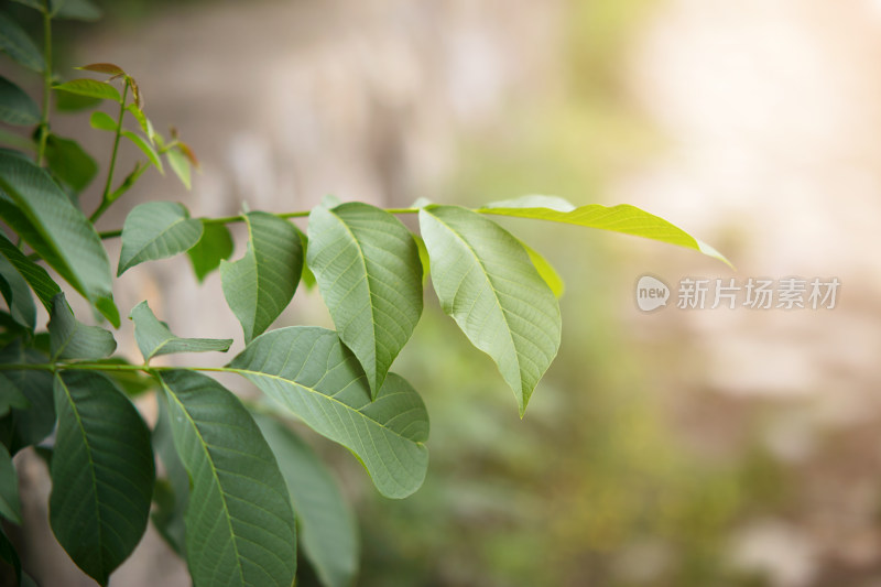 核桃树的叶子特写