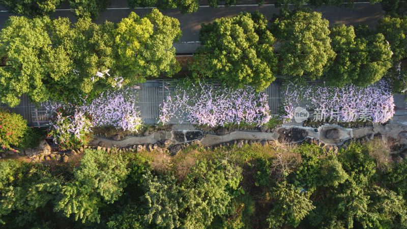 广东东莞：蒜香藤花开