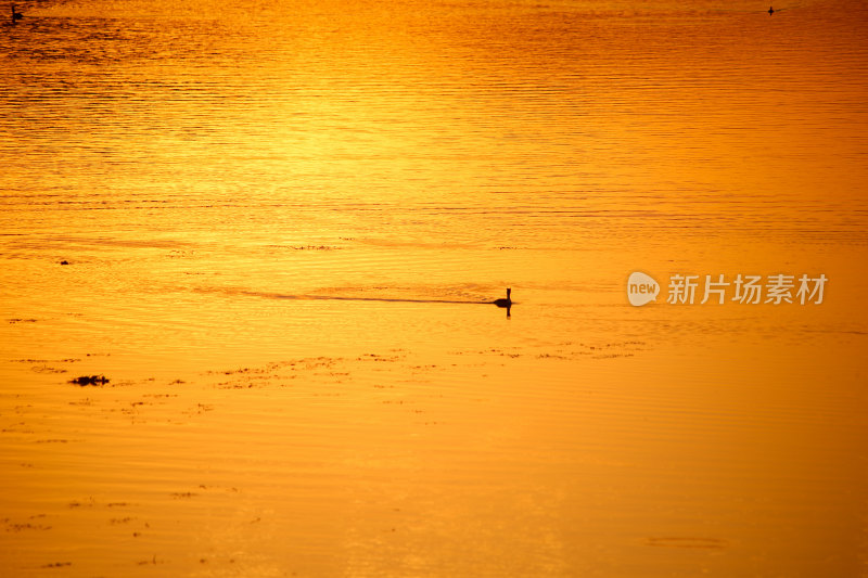 夕阳下水面上的鸟群晚霞