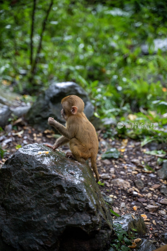 野外石头上的猴子