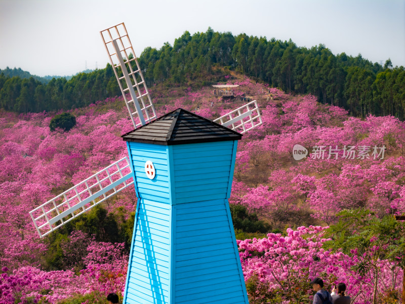 广东满山紫花风铃木盛开航拍高清照片