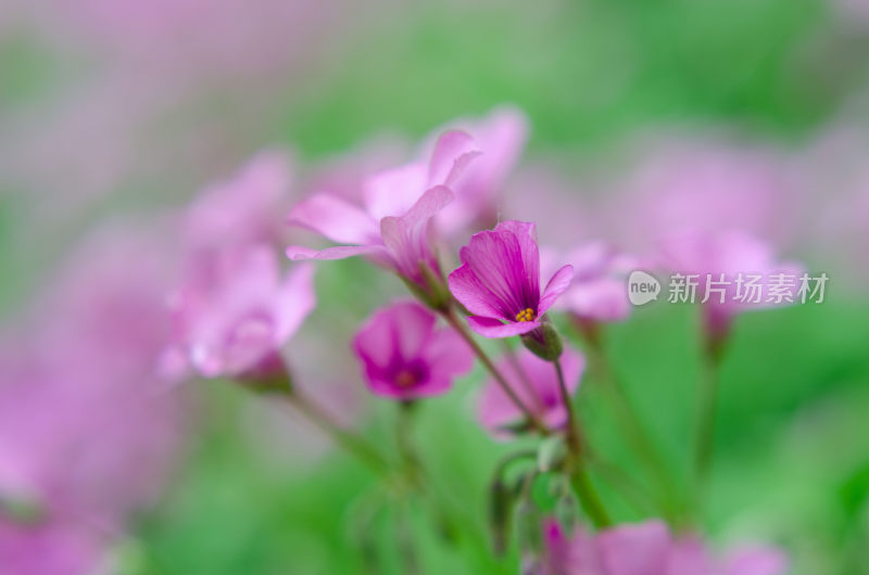 微距粉色小花红花酢浆草特写