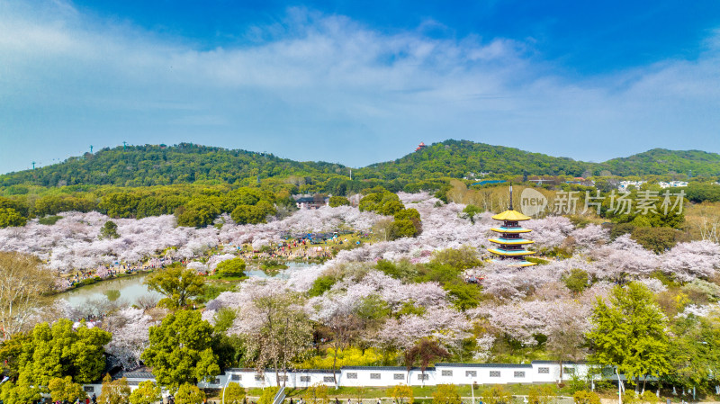 湖北武汉东湖樱花园里的五重塔