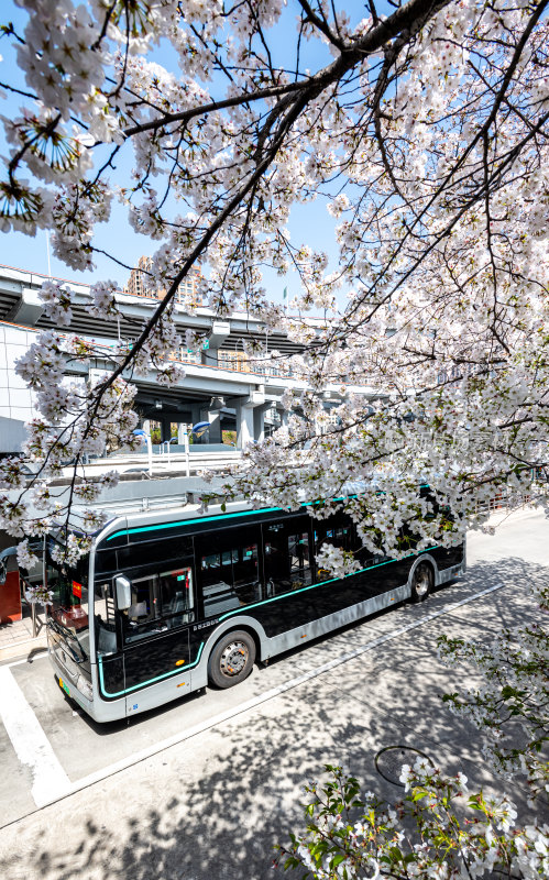 上海樱花季春天景观