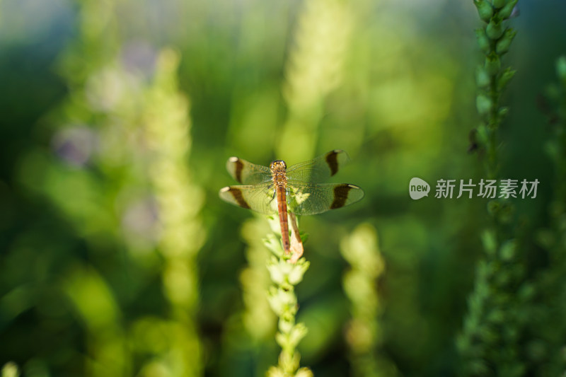 蜻蜓在花草上休息