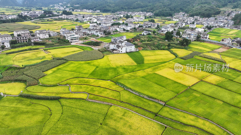 丰收的田野兴义万峰林金色稻田乡村振兴