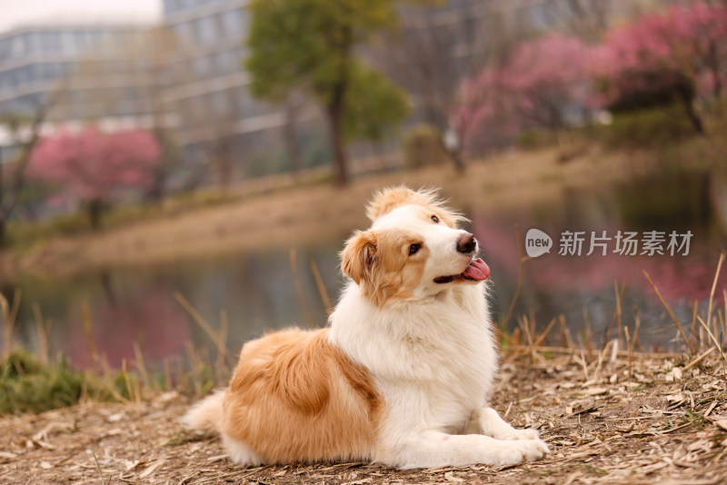 趴在湖边梅花树下的边境牧羊犬