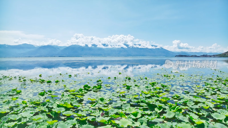 云南大理苍山洱海荷花