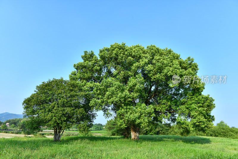 蓝天白云绿树绿草地