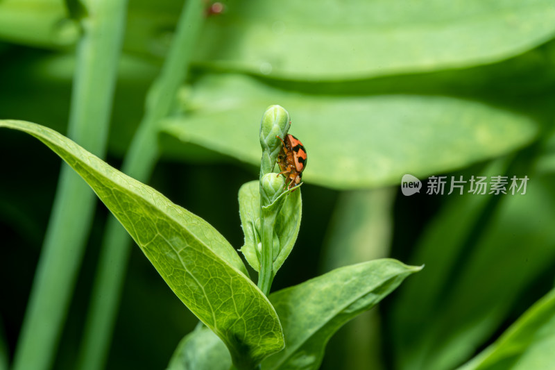 植物上的瓢虫