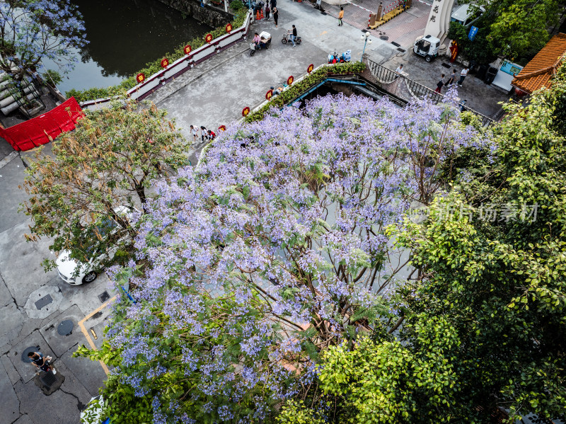 中国广东省广州市海珠区石溪涌蓝花楹